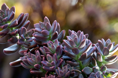 Graptosedum vera higgins